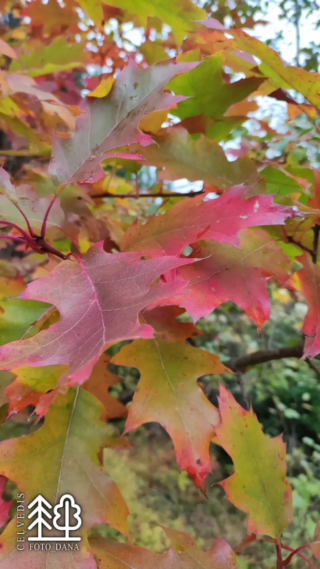 Quercus rubra